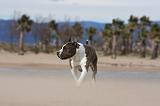 AMSTAFF ADULT 262